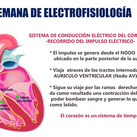 sistema electrico del corazon-4